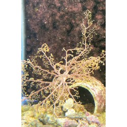 Basket Weaving Starfish (Astrophyton muricatum) 4