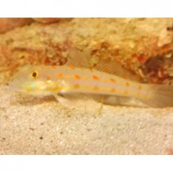 Orange Spotted Diamond Goby (Valenciennea puellaris) sideviews