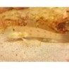 Orange Spotted Diamond Goby (Valenciennea puellaris) sideviews