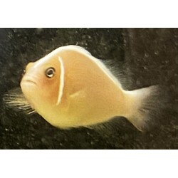 Pink Skunk Clownfish (Amphiprion perideraion)