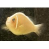 Pink Skunk Clownfish (Amphiprion perideraion)