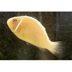 Pink Skunk Clownfish (Amphiprion perideraion) sideview