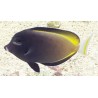 Gold Rim Tang (Acanthurus nigricans)