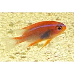 Red Honey Damsel Juvenile (Neoglyphidodon crossi)