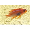 Red Honey Damsel Juvenile (Neoglyphidodon crossi)
