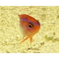 Red Honey Damsel Juvenile (Neoglyphidodon crossi) face