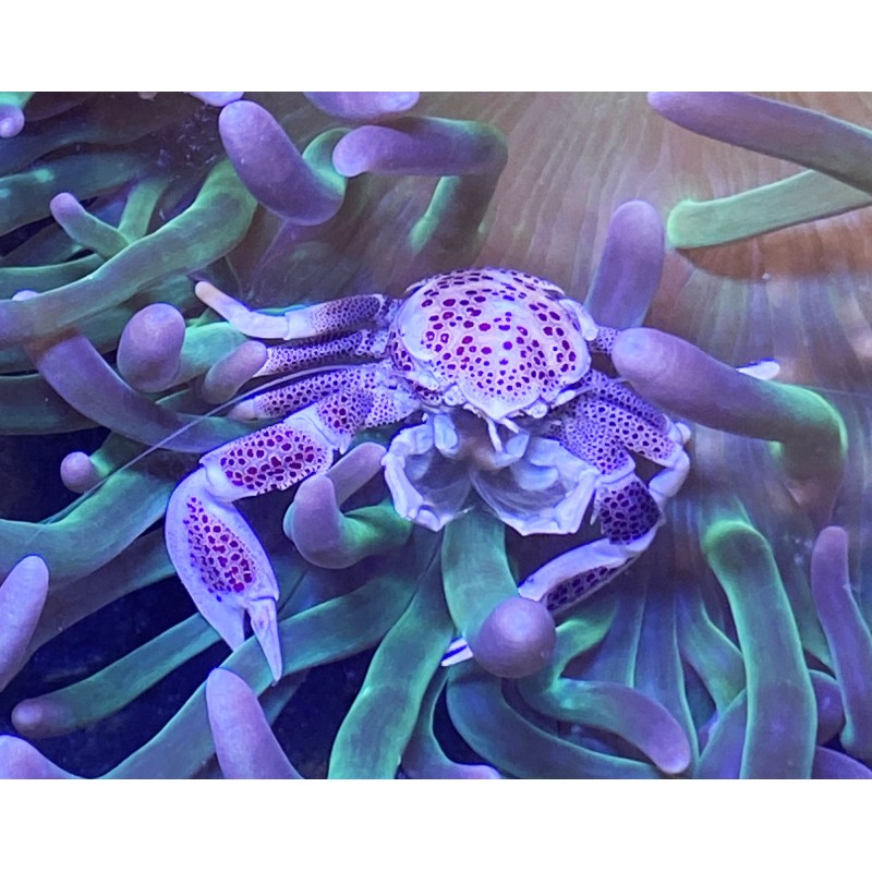 Anemone Crab Anemone Crab