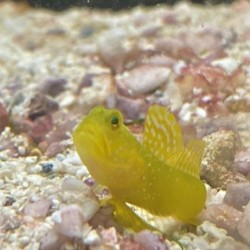 Yellow Watchman Goby (Cryptocentrus cinctus)