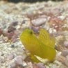 Yellow Watchman Goby (Cryptocentrus cinctus)