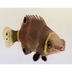 Yellow Banded Possum Wrasse (Wetmorella nigropinnata)