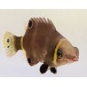 Yellow Banded Possum Wrasse (Wetmorella nigropinnata)