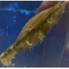 Banded Cat Shark: Egg Case (Chiloscyllium punctatum)