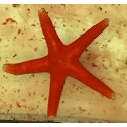 Red Fromia Starfish (Fromia milleporella)