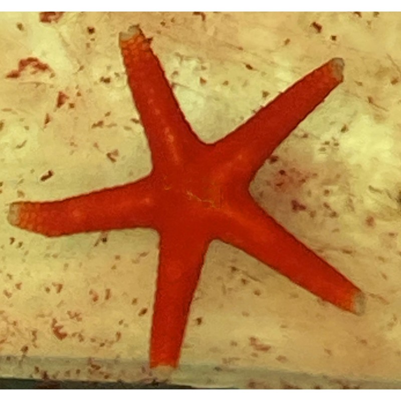 Red Fromia Starfish (Fromia milleporella)