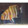 Harlequin Tusk Wrasse (Lienardella fasciata)