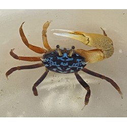 Blue Fiddler Crab
