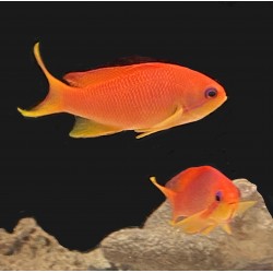 Orange Lyretail Anthias-female (Pseudoanthias squamipinnis) duo