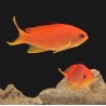 Orange Lyretail Anthias-female (Pseudoanthias squamipinnis) duo
