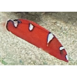 Red Coris Wrasse Juvenile...