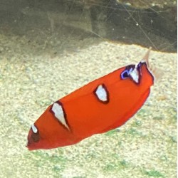 Red Coris Wrasse Juvenile (Coris gaimard)