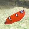 Red Coris Wrasse Juvenile (Coris gaimard)