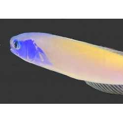 Bluejaw Tile Goby (Hoplolatius starcki) closeup