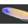 Bluejaw Tile Goby (Hoplolatius starcki) closeup