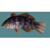 Gold Nugget Wrasse (Xenojulis margaritacea)