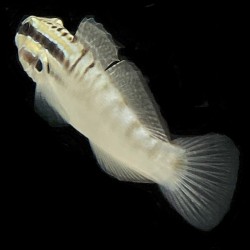 Dragon Sleeper Banded Goby (Amblygobius phalaena) backview