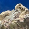 Algae Eating Lawnmower Blenny (Salarias fasciatus) sideview