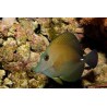 Scopas tang zebrasoma scopas