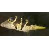 Valentini puffer (Canthigaster valentini) side view