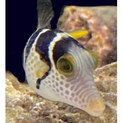 Valentini puffer (Canthigaster valentini) closeup
