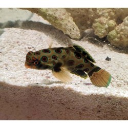 Spotted mandarin goby (synchiropus picturatus) sideview