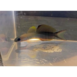 Scissortail goby (ptereleotris evides)
