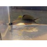 Scissortail goby (ptereleotris evides)