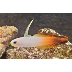 Red firefish goby (nemateleotris magnificus)
