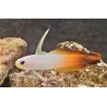 Red firefish goby (nemateleotris magnificus)