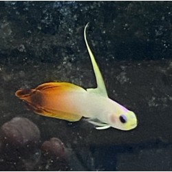 Red firefish goby (nemateleotris magnificus) sideview
