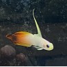 Red firefish goby (nemateleotris magnificus) sideview