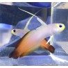 Red firefish goby (nemateleotris magnificus) duo