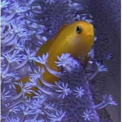 Yellow clown goby (gobiodon atrangulatus) closeup