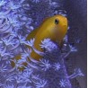 Yellow clown goby (gobiodon atrangulatus) closeup