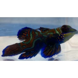 Green mandarin goby (synchiropus splendidus)
