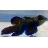 Green mandarin goby (synchiropus splendidus)