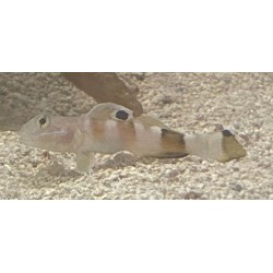 Tiger (wardi) goby (valenciennea wardii)