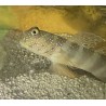 Pink blue spot watchman goby (cryptocentrus leptoceph)