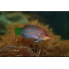 Sixline wrasse (Pseudocheilinus hexataenia)