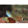 Tail spot blenny (ecsenius stigmatura)