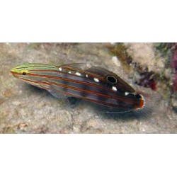 Rainfordi goby (Koumansetta rainfordi)